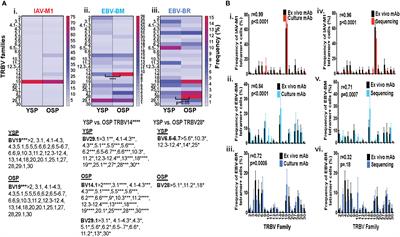 Cross-reactivity influences changes in human influenza A virus and Epstein Barr virus specific CD8 memory T cell receptor alpha and beta repertoires between young and old